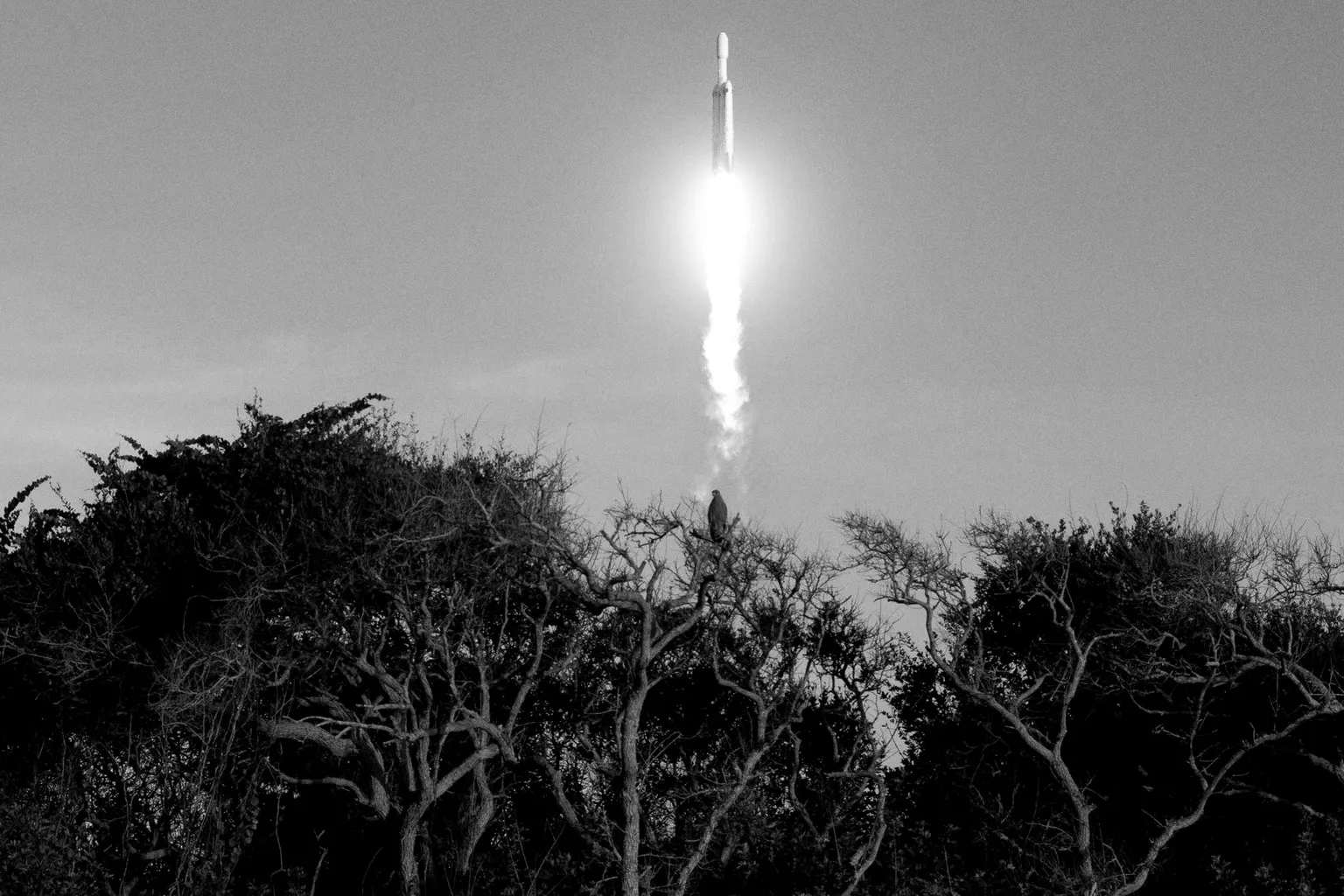 Dravec sedí na uschlém stromě, za ním stoupá k obloze raketa Falcon Heavy s dlouhým plamenem